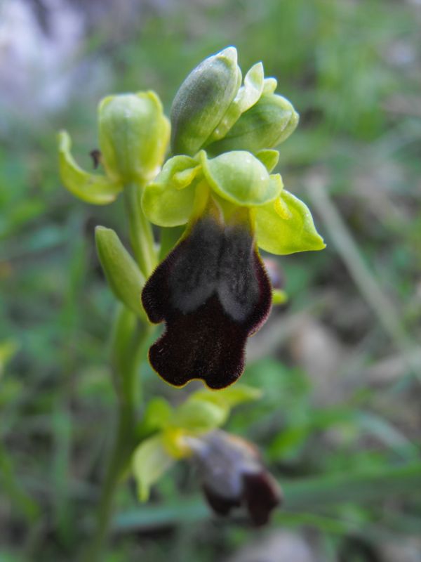 Barlia robertiana e Ophrys fusca